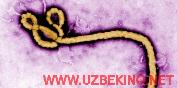 Скрипн Ebola Virusi (UZBEKINO.NET)