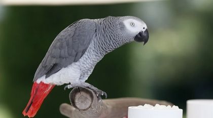Скрипн АҚШ СУДИ ТАРИХИДА ИЛК МАРОТАБА ГАПИРУВЧИ ТЎТИ СУД ЖАРАЁНИДА ИШТИРОК ЭТАДИ