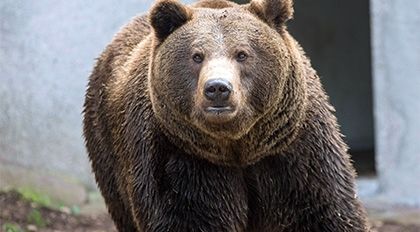 Скрипн КАМЧАТКАДА ОДАМХЎР АЙИҚ ОТИБ ЎЛДИРИЛДИ