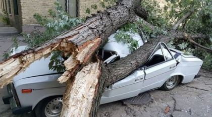 Скрипн КУЧЛИ ШАМОЛ ДАРАХТЛАР ВА АВТОМОБИЛЛАРГА ЗАРАР ЕТКАЗДИ
