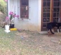 Скрипн Itni qo‘rqitgan sher bolasi YouTube yulduziga aylandi (video)(UZBEKINO.NET)
