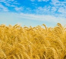 Скрипн O‘zbekiston Qozog‘istondan 885 ming tonna g‘alla sotib oldi(UZBEKINO.NET)