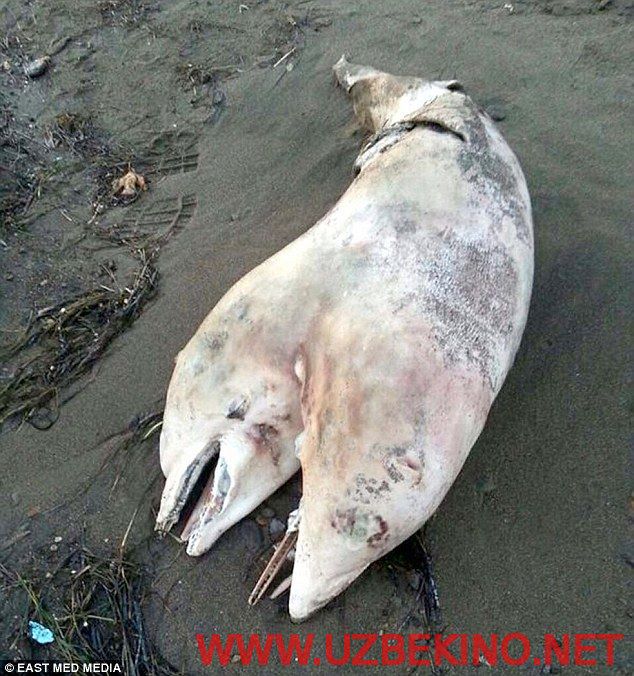 Скрипн Turkiyadagi plyajda ikki boshli delfin topildi(UZBEKINO.NET)
