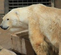 Скрипн Afrikadagi eng so‘nggi oq ayiq vafot etdi(UZBEKINO.NET)